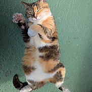 Lulu joined the competition — help win amazing prizes! cat, calico, pet, animal, lying_down, paw, fur, relaxed, outdoor, green_background, cute, whiskers, tail, mammal, playful, domestic_cat, sitting_position, close_up, paw_raised, resting