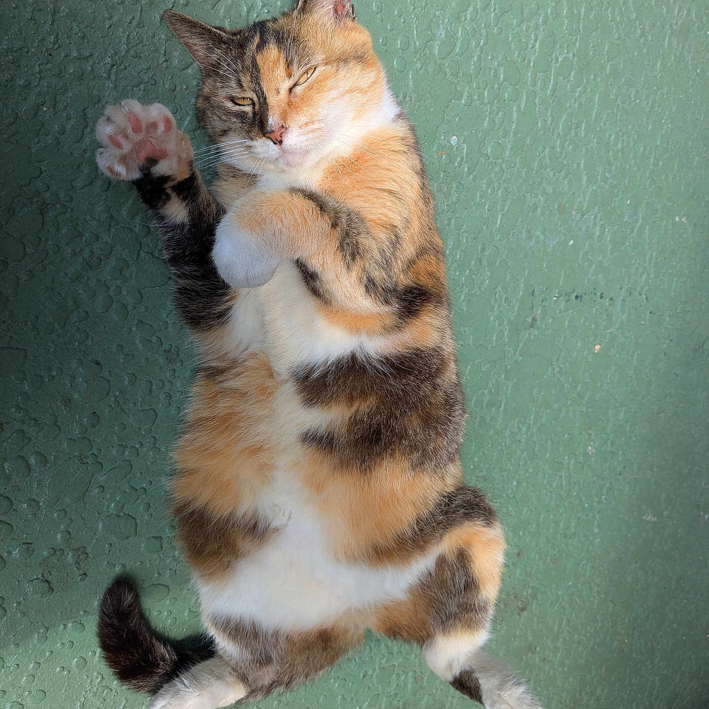 Lulu joined the competition — help win amazing prizes! cat, calico, pet, animal, lying_down, paw, fur, relaxed, outdoor, green_background, cute, whiskers, tail, mammal, playful, domestic_cat, sitting_position, close_up, paw_raised, resting