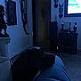 Yaya is registered to the contest to win money with this photo: dog, indoor, low_light, furniture, person, television, decor, statue, bow_and_arrows, wall_art, living_room, floor, dark, shadow, couch, knees, relaxing, quiet, home, night