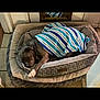 Yaya is registered to the contest to win money with this photo: dog, sleeping, blanket, bed, indoor, cozy, resting, pet, canine, comfort, snuggled, striped_blanket, tile_floor, door, mirror, quiet, relaxation, domestic, animal, cute