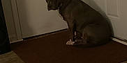 Yaya is registered to the contest to win money with this photo: dog, brown_dog, mat, door, indoor, floor, pet, animal, looking_back, curious, concerned, concrete_floor, white_door, doorknob, home, quiet, still, seated, companion, domestic