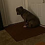 dog, brown_dog, mat, door, indoor, floor, pet, animal, looking_back, curious, concerned, concrete_floor, white_door, doorknob, home, quiet, still, seated, companion, domestic