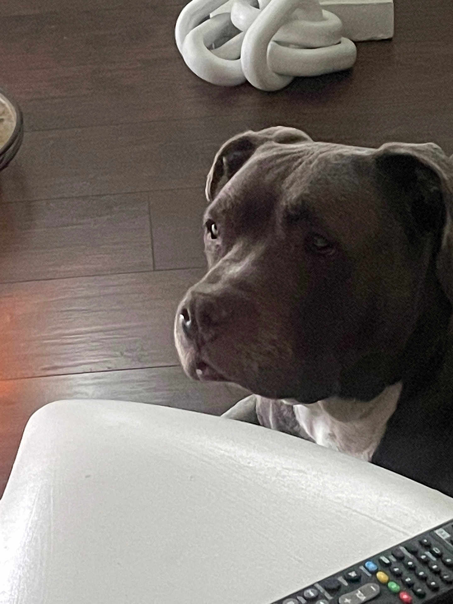 Yaya is registered to the contest to win money with this photo: dog, pet, indoor, wooden_floor, table, remote_control, cushion, knotted_pillow, close_up, brown_dog, white_chest, furniture, home, relaxed, companion, domestic_animal, flooring, living_room, resting, quiet