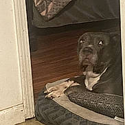 Yaya is registered to the contest to win money with this photo: dog, indoor, bed, dog_bed, floor, wood_floor, blanket, door_frame, resting, pet, black_dog, white_paws, curious, furniture, home, cozy, animal, companion, lying_down, patterned
