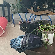 Mimi a rejoint le concours — aidez-le/la à gagner de superbes lots ! black_cat, cat, folded_clothes, table, plant, pot, living_room, cat_tunnel, floor, holiday_decoration, santa_figurine, furniture, indoor, houseplant, pet, cozy, decor, domestic_animal, relaxing, curious_cat