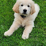 Bounty participe au concours pour gagner de l'argent avec cette photo : dog, puppy, golden_retriever, grass, outdoor, pet, animal, cute, fluffy, collar, laying_down, nature, young, canine, mammal, fur, adorable, greenery, summer, companion