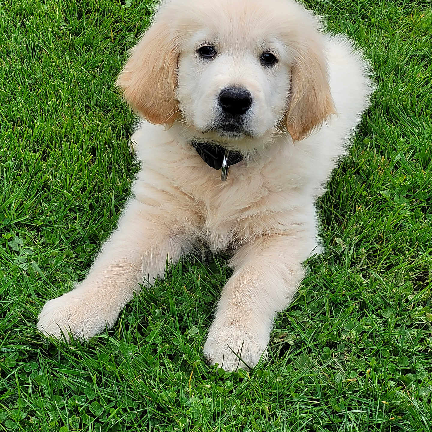 Bounty participe au concours pour gagner de l'argent avec cette photo : dog, puppy, golden_retriever, grass, outdoor, pet, animal, cute, fluffy, collar, laying_down, nature, young, canine, mammal, fur, adorable, greenery, summer, companion