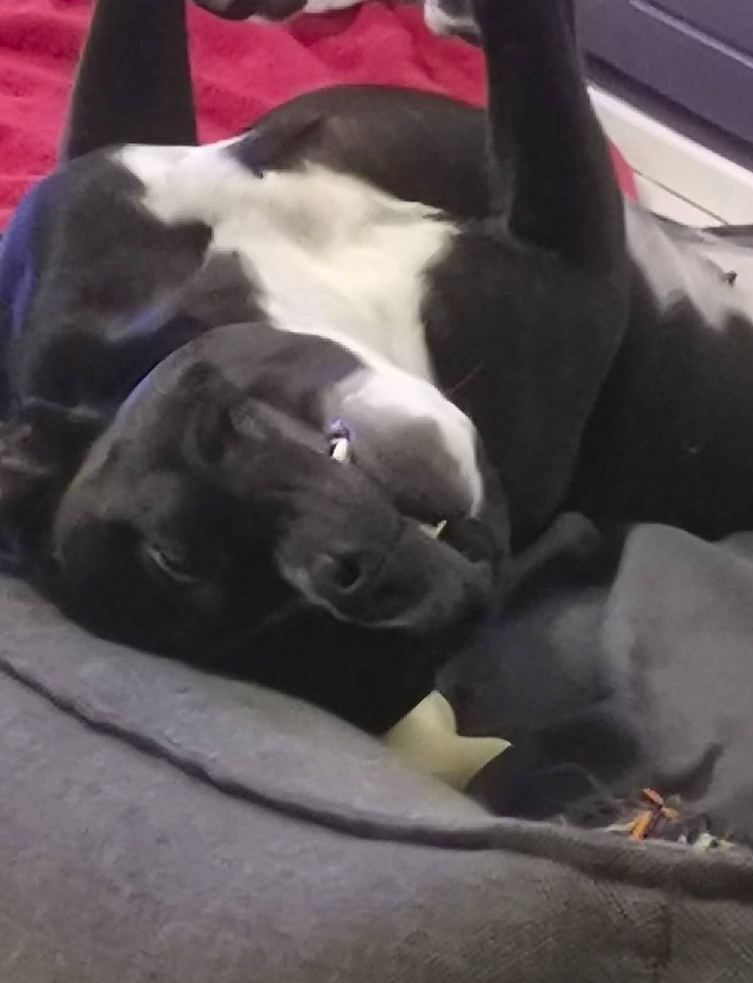 Pepper participe au concours pour gagner de l'argent avec cette photo : canidae, carnivore, cloud, comfort, companion_dog, dog, dog_breed, fawn, grey, human_leg, linens, nap, non_sporting_group, paw, sleep, snout, sporting_group, tail, terrestrial_animal, working_animal