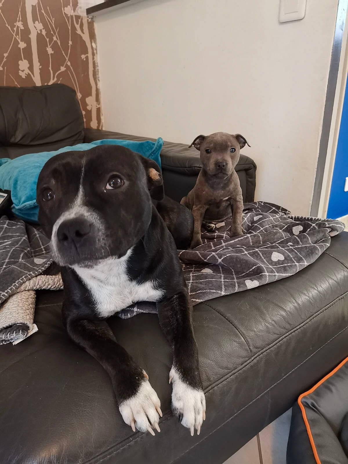 Pepper participe au concours pour gagner de l'argent avec cette photo : borador, canidae, carnivore, chair, collar, comfort, companion_dog, couch, dog, dog_breed, fawn, flooring, guard_dog, hardwood, living_room, snout, sporting_group, whiskers, wood, working_animal