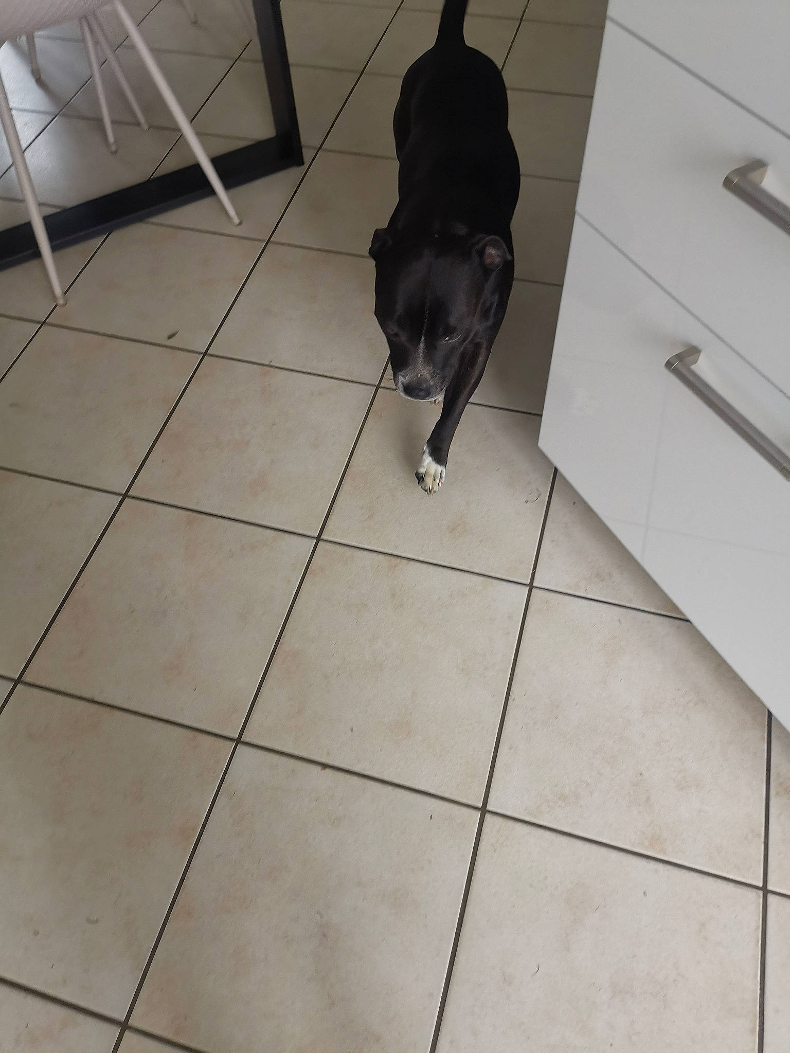 Pepper a rejoint le concours — aidez-le/la à gagner de superbes lots ! carnivore, companion_dog, composite_material, dog_breed, felidae, floor, flooring, fur, hardwood, human_leg, pattern, road_surface, room, shadow, small_to_medium_sized_cats, snout, tail, tile, tile_flooring, wood