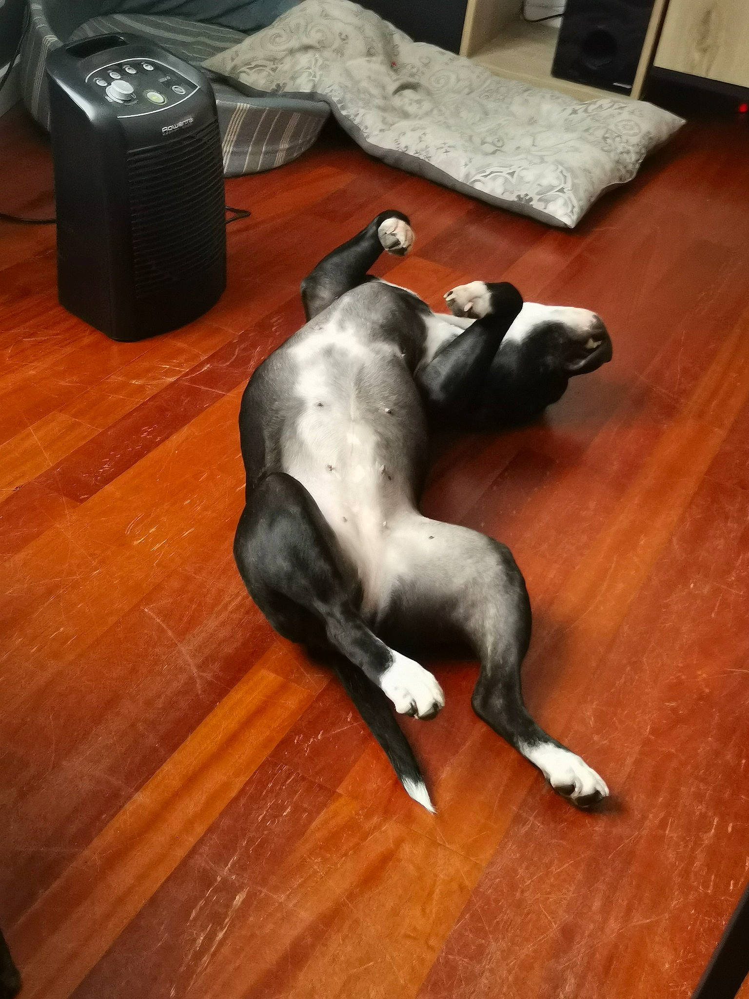 Pepper participe au concours pour gagner de l'argent avec cette photo : building, canidae, carnivore, comfort, companion_dog, dog, dog_breed, fawn, floor, flooring, hardwood, laminate_flooring, plywood, sporting_group, tail, varnish, wood, wood_flooring, wood_stain, working_animal