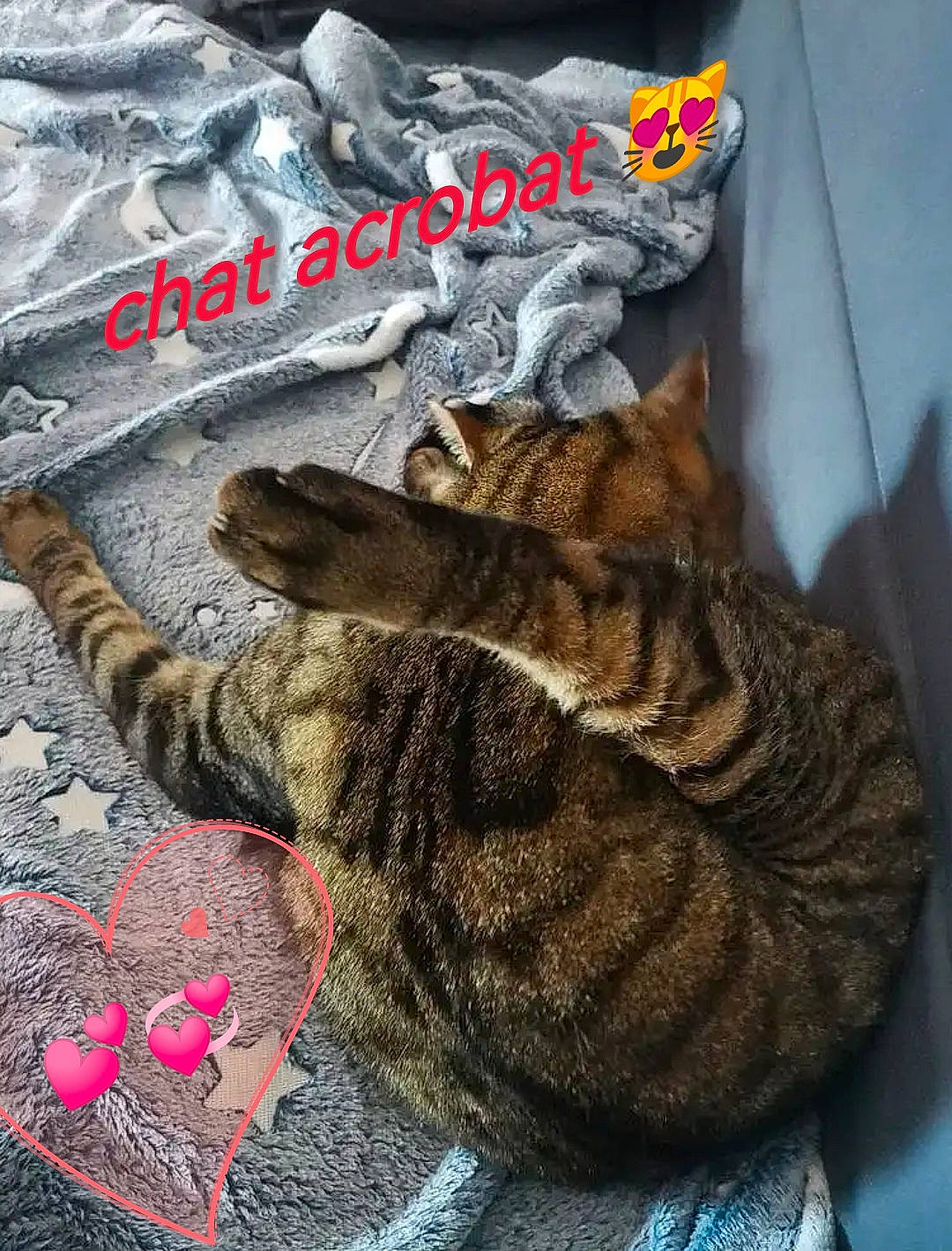 Petit Coeur participe au concours pour gagner de l'argent avec cette photo : carmine, carnivore, cat, claw, comfort, domestic_short_haired_cat, felidae, font, fur, grey, logo, pattern, paw, sleeve, small_to_medium_sized_cats, snout, t_shirt, tail, terrestrial_animal, whiskers