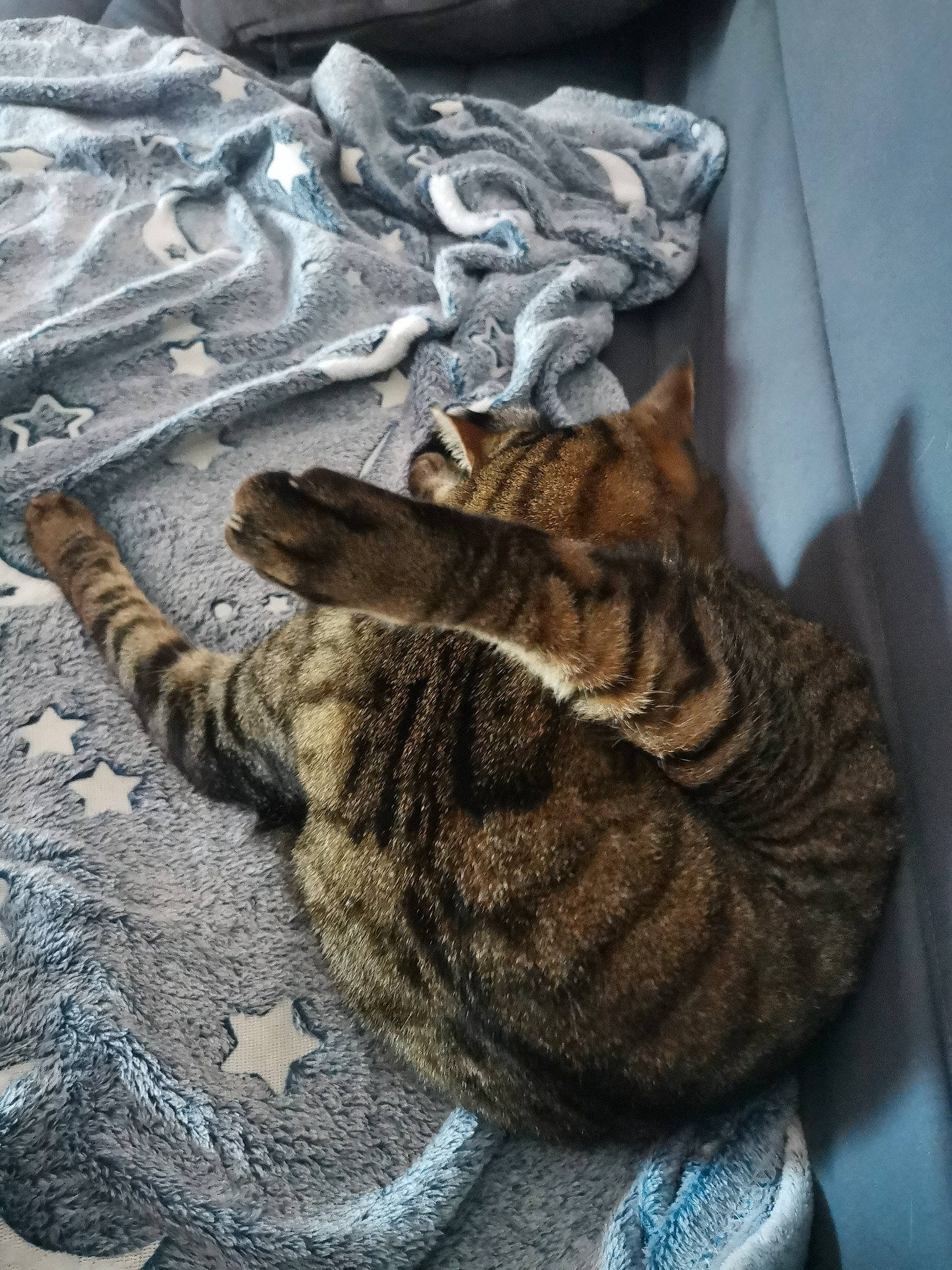 Petit Coeur participe au concours pour gagner de l'argent avec cette photo : brown, carnivore, cat, claw, domestic_short_haired_cat, felidae, fur, grey, pattern, paw, small_to_medium_sized_cats, snout, tail, terrestrial_animal, whiskers, wood