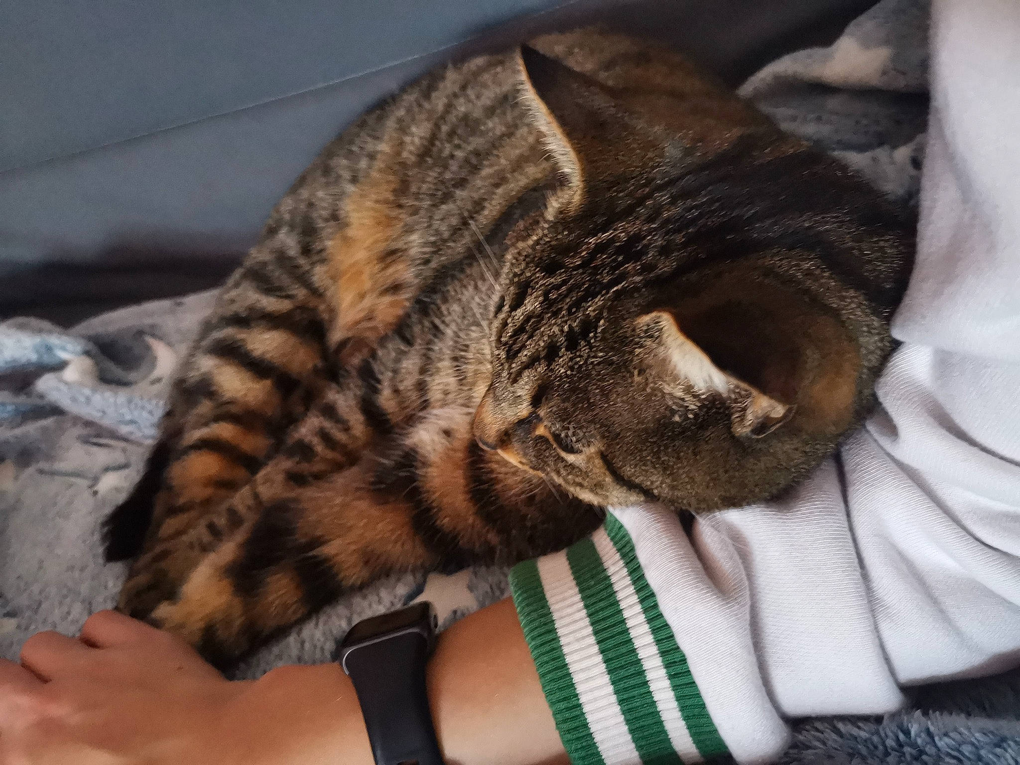 Petit Coeur participe au concours pour gagner de l'argent avec cette photo : carnivore, cat, claw, comfort, domestic_short_haired_cat, felidae, foot, fur, hug, human_leg, nail, nap, paw, sitting, small_to_medium_sized_cats, snout, tail, terrestrial_animal, thigh, whiskers