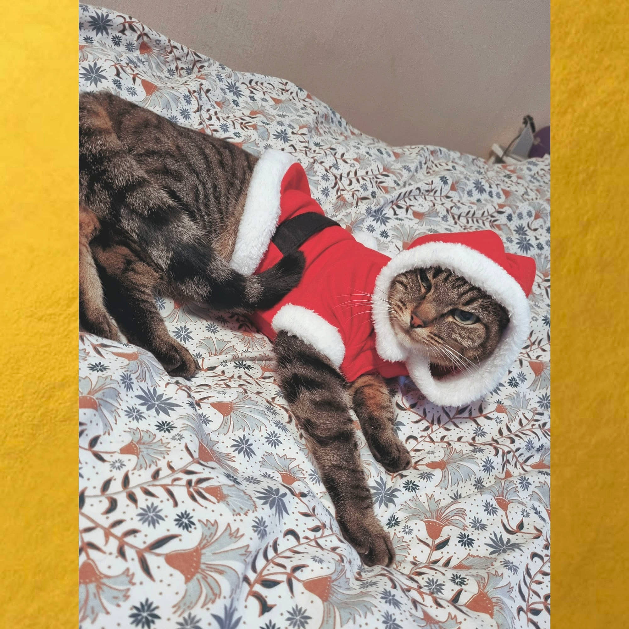 Petit Coeur a rejoint le concours — aidez-le/la à gagner de superbes lots ! carnivore, carpet, cat, cat_supply, comfort, domestic_short_haired_cat, felidae, flooring, fur, grey, linens, pattern, paw, room, small_to_medium_sized_cats, snout, tail, terrestrial_animal, whiskers, wood