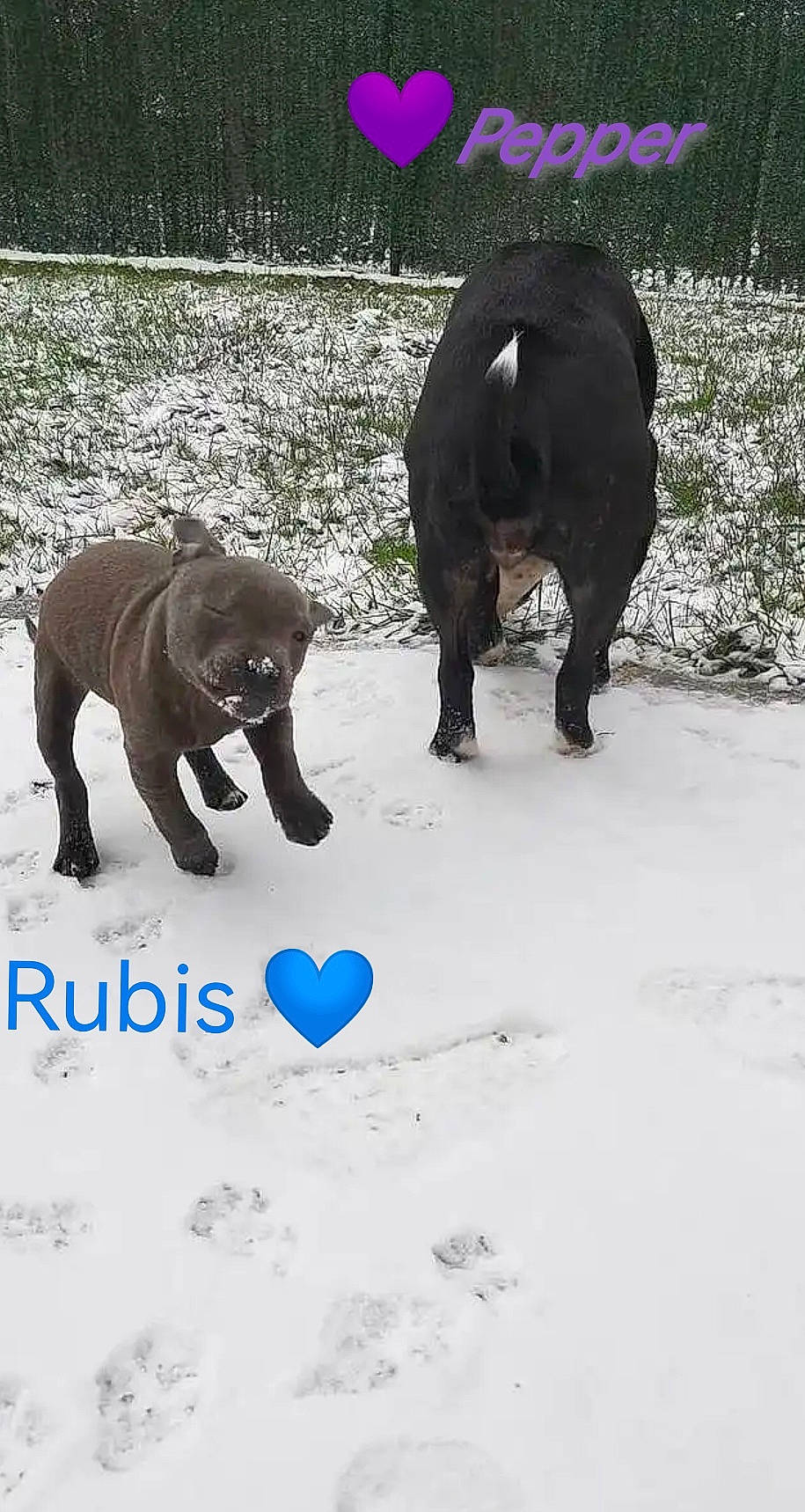 Rubis a rejoint le concours — aidez-le/la à gagner de superbes lots ! african_elephant, american_black_bear, bear, canidae, carnivore, dog_breed, elephant, elephants_and_mammoths, freezing, fur, grass, natural_landscape, plant, snout, snow, sporting_group, tail, terrestrial_animal, wildlife, working_animal