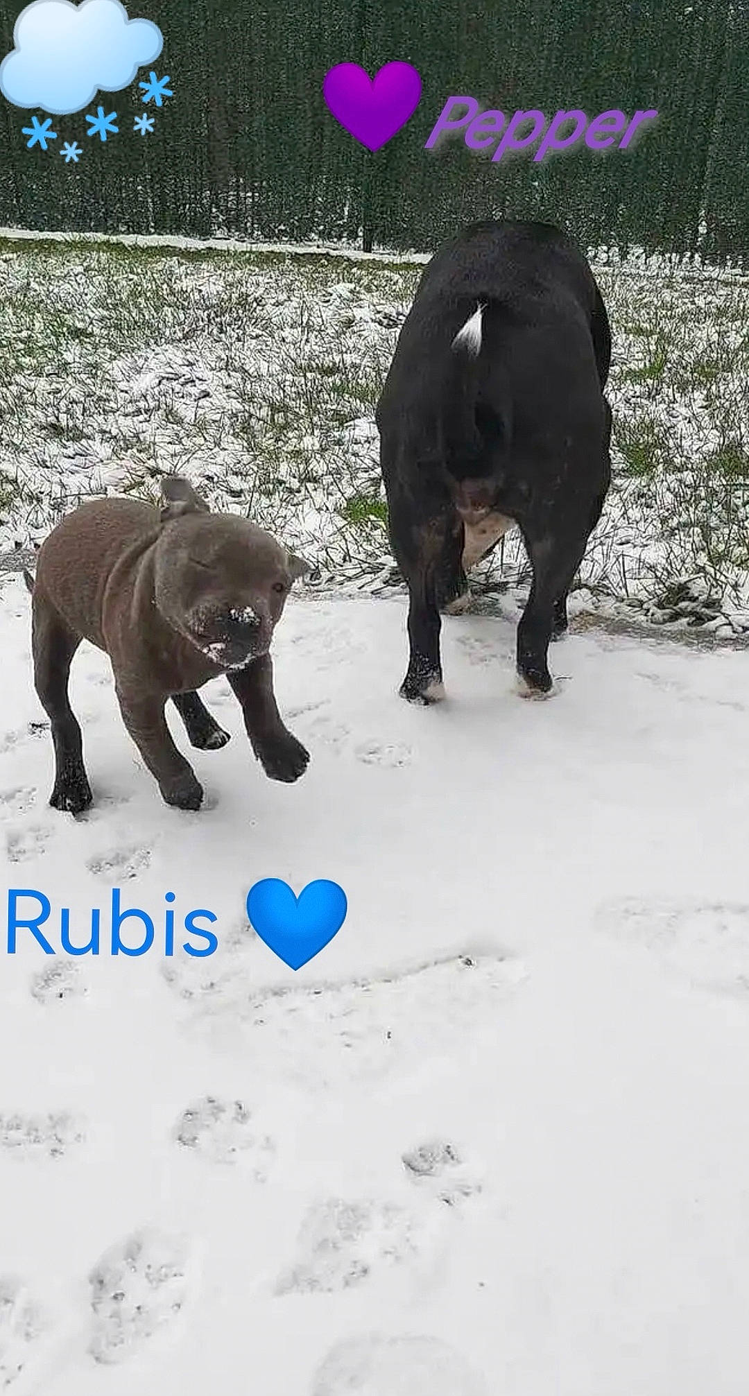 Rubis participe au concours pour gagner de l'argent avec cette photo : african_elephant, american_black_bear, bear, canidae, carnivore, dog_breed, elephant, elephants_and_mammoths, freezing, fur, grass, natural_landscape, plant, snout, snow, sporting_group, tail, terrestrial_animal, wildlife, working_animal