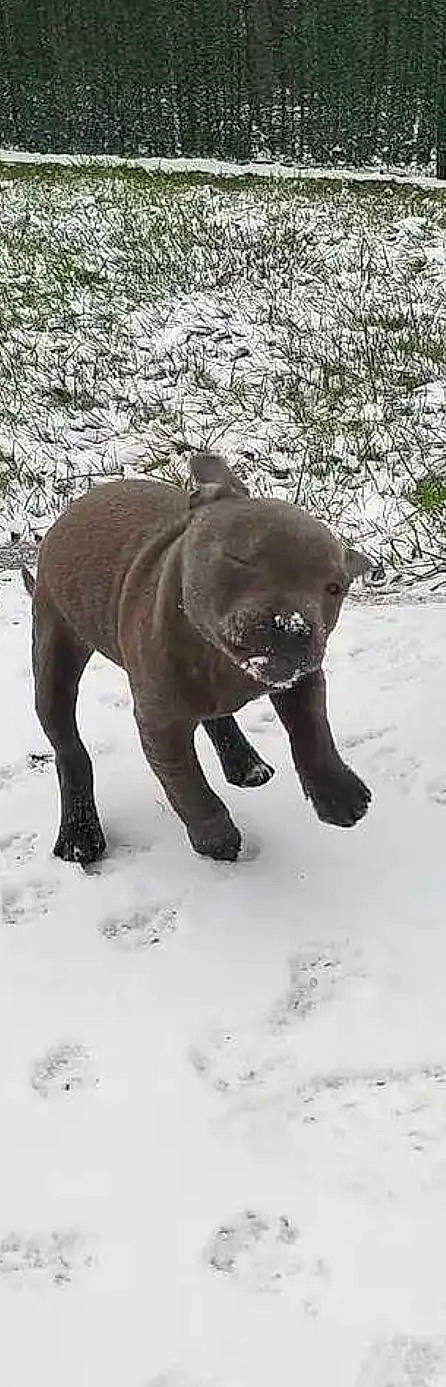 Rubis participe au concours pour gagner de l'argent avec cette photo : art, bear, canidae, carnivore, claw, dog_breed, elephants_and_mammoths, fawn, freezing, fur, precipitation, snout, snow, sporting_group, tail, terrestrial_animal, tree, wildlife, winter, working_animal