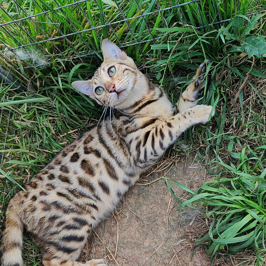 Vanille participe au concours pour gagner de l'argent avec cette photo : animal, cat, face, grass, green, head, herbal, herbs, kitten, nature, ocelot, outdoors, person, pet, plant, rock, soil, vegetation, yard, zoo