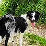 dog, black_and_white, border_collie, tongue_out, outdoor, path, greenery, grass, plants, nature, animal, pet, walking, canine, fur, happy, summer, daytime, looking_back, trail