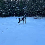 Rosco is registered to the contest to win money with this photo: animal, black_and_white, bushes, canine, cold, daylight, dog, field, forest, fur, landscape, nature, outdoor, pet, sky, snow, standing, trees, walking, winter
