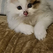 Anya a rejoint le concours — aidez-le/la à gagner de superbes lots ! kitten, cat, fluffy, white, brown, pet, animal, cute, soft, furry, indoor, closeup, resting, young, small, eyes, paws, blanket, cozy, adorable