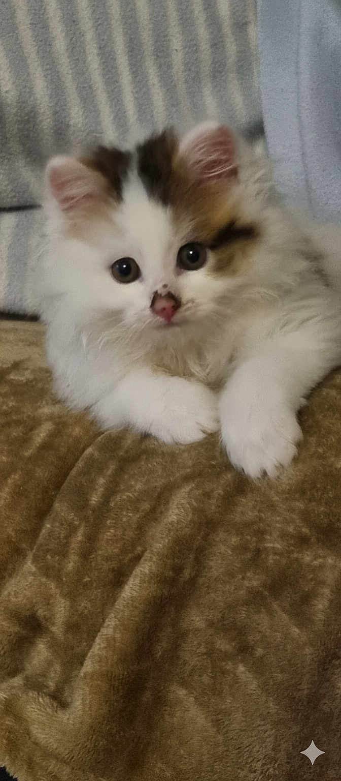 Anya a rejoint le concours — aidez-le/la à gagner de superbes lots ! kitten, cat, fluffy, white, brown, pet, animal, cute, soft, furry, indoor, closeup, resting, young, small, eyes, paws, blanket, cozy, adorable