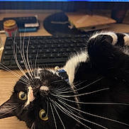 Mimou participe au concours pour gagner de l'argent avec cette photo : cat, tuxedo_cat, whiskers, green_eyes, collar, desk, keyboard, computer, monitor, screen, mouse_pad, work_from_home, pet, portrait, close_up, indoor, fur, playful, curious, resting