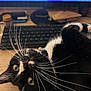 cat, tuxedo_cat, whiskers, green_eyes, collar, desk, keyboard, computer, monitor, screen, mouse_pad, work_from_home, pet, portrait, close_up, indoor, fur, playful, curious, resting