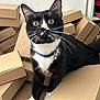Mimou a rejoint le concours — aidez-le/la à gagner de superbes lots ! cat, tuxedo_cat, whiskers, cardboard_box, stacked_boxes, indoor, pet, collar, bell, curious, wide_eyes, portrait, close_up, sitting, paw, black_and_white, fur, home, playful, attention