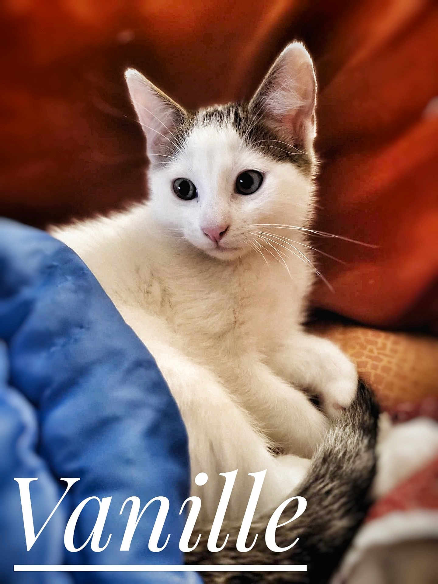 Vanille participe au concours pour gagner de l'argent avec cette photo : abyssinian, angora, animal, cat, kitten, manx, pet, siamese