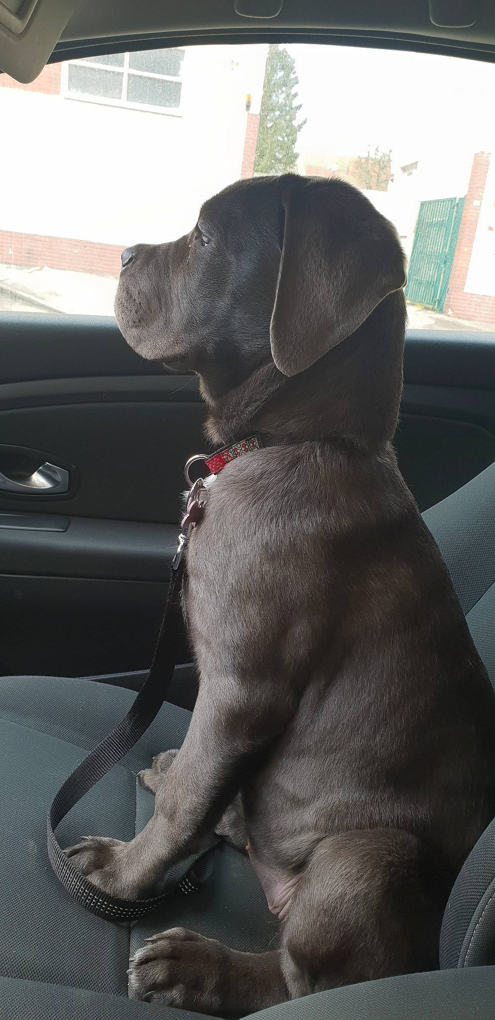 Osaka a rejoint le concours — aidez-le/la à gagner de superbes lots ! beagador, blue_lacy, canidae, carnivore, companion_dog, dog, dog_breed, fawn, great_dane, labrador_retriever, snout, sporting_group