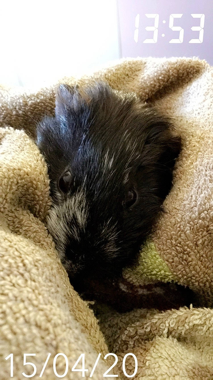 Michoco participe au concours pour gagner de l'argent avec cette photo : beige, canidae, carnivore, dog, dog_breed, ear, fawn, fur, guinea_pig, mammal, puppy, rodent, schnoodle, snout