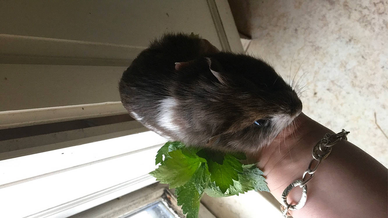 Michoco a rejoint le concours — aidez-le/la à gagner de superbes lots ! rodent