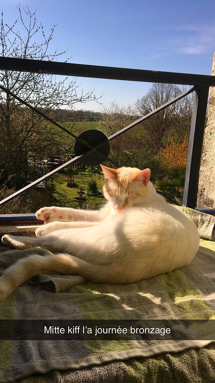 Oslo participe au concours pour gagner de l'argent avec cette photo : cat, fawn, felidae, photo_caption, small_to_medium_sized_cats