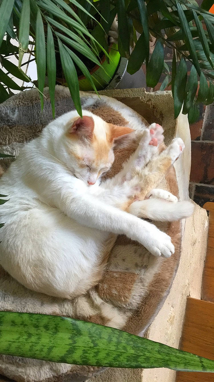 Oslo participe au concours pour gagner de l'argent avec cette photo : aegean_cat, asian, burmilla, carnivore, cat, colorpoint_shorthair, domestic_short_haired_cat, european_shorthair, fawn, felidae, fur, grass, plant, polydactyl_cat, singapura, small_to_medium_sized_cats, tail, turkish_van, whiskers