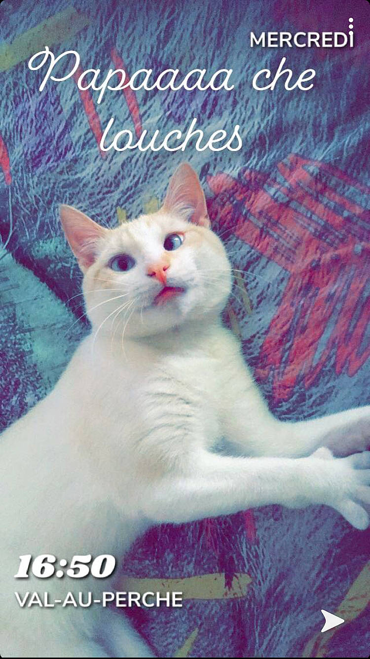 Oslo participe au concours pour gagner de l'argent avec cette photo : aegean_cat, asian, burmilla, carnivore, cat, colorpoint_shorthair, domestic_short_haired_cat, felidae, khao_manee, photo_caption, small_to_medium_sized_cats, tail, turkish_angora, whiskers