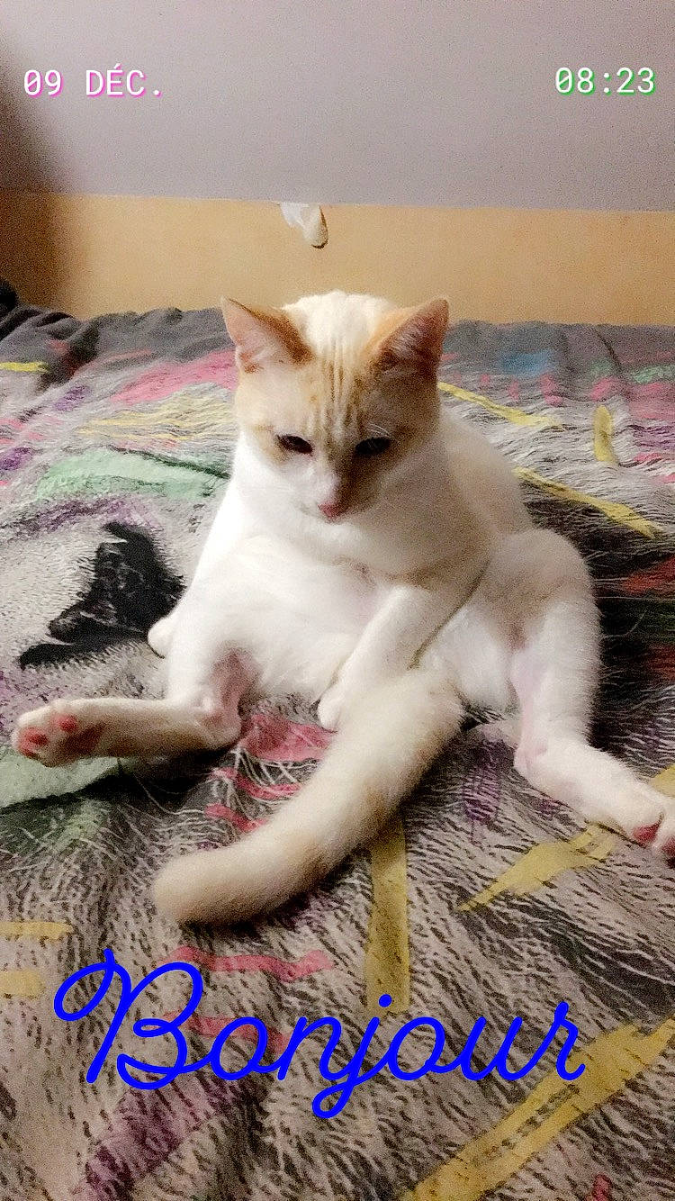 Oslo a rejoint le concours — aidez-le/la à gagner de superbes lots ! aegean_cat, arabian_mau, asian, burmilla, carnivore, cat, colorpoint_shorthair, domestic_short_haired_cat, fawn, felidae, khao_manee, kitten, mammal, ojos_azules, photo_caption, polydactyl_cat, singapura, small_to_medium_sized_cats, turkish_angora, whiskers