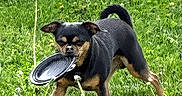 Gucci joined the competition — help win amazing prizes! active, animal, black_and_tan, canine, daylight, dog, ears_up, fetch, frisbee, grass, grass_field, happy, nature, outdoor, pet, playful, small_dog, summer, tail_curled, tongue_out