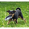 Gucci joined the competition — help win amazing prizes! dog, frisbee, grass, outdoor, pet, playful, black_and_tan, animal, nature, summer, canine, grass_field, fetch, active, daylight, small_dog, tongue_out, ears_up, tail_curled, happy