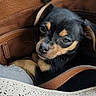dog, puppy, black_dog, tan_markings, pet, small_dog, bag, leather_bag, cozy, indoor, closeup, cute, animal, resting, portrait, young_dog, canine, fur, ears, face