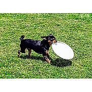Gucci joined the competition — help win amazing prizes! dog, frisbee, grass, outdoor, pet, playing, small_dog, black_dog, tan_markings, sunny, daytime, canine, active, animal, fetch, grass_field, running, leisure, fun, nature