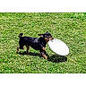 dog, frisbee, grass, outdoor, pet, playing, small_dog, black_dog, tan_markings, sunny, daytime, canine, active, animal, fetch, grass_field, running, leisure, fun, nature