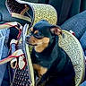 Gucci is registered to the contest to win money with this photo: dog, small_dog, pet_carrier, car_seat, animal, black_and_tan, canine, travel, bag, seatbelt, interior, vehicle, companion, cute, looking_away, resting, domestic_animal, leather_strap, zipper, side_view