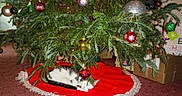 Ember Jayne Basdon is registered to the contest to win money with this photo: black_tail, box, carpet, cat, christmas_balls, christmas_tree, decorations, festive, gift_wrap, greenery, holiday, holiday_spirit, home, indoor, ornaments, pine_branches, red_tree_skirt, relaxation, sleeping_cat, white_cat
