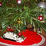 black_tail, box, carpet, cat, christmas_balls, christmas_tree, decorations, festive, gift_wrap, greenery, holiday, holiday_spirit, home, indoor, ornaments, pine_branches, red_tree_skirt, relaxation, sleeping_cat, white_cat