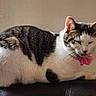 cat, tabby_cat, white_cat, pet, indoor, collar, flower_collar, resting, feline, leather_couch, window_light, domestic_animal, animal, cute, fur, whiskers, ears, side_view, relaxing, household