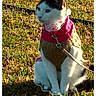 animal, cat, collar, cute, daylight, domestic_animal, feline, fur, grass, leash, nature, outdoor, pet, portrait, resting, side_view, sitting, sunlight, sweater, whiskers