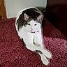 animal, calm, carpet, cat, collar, door_frame, feline, floor, furniture, home_interior, indoor, looking_at_camera, pet, pink_collar, red_carpet, relaxed, shadow, stretching, tabby, white_cat