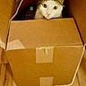 cat, cardboard_box, indoor, wooden_floor, pet, curious, animal, feline, looking_up, ears, whiskers, domestic, box, home, flooring, cute, sitting, tabby, white, brown